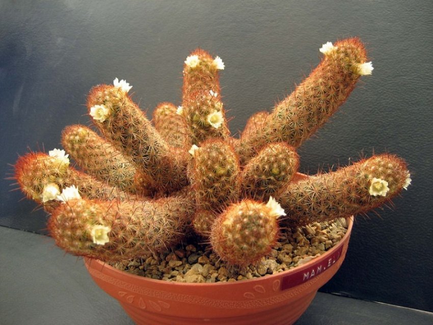 Маммиллярия подовжена Маммиллярия подовжена