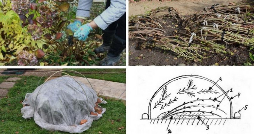 Укриття гортензії на зиму