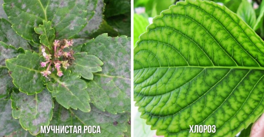 Хвороби гортензії