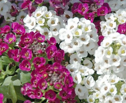 Опис білосніжного алісуму морського