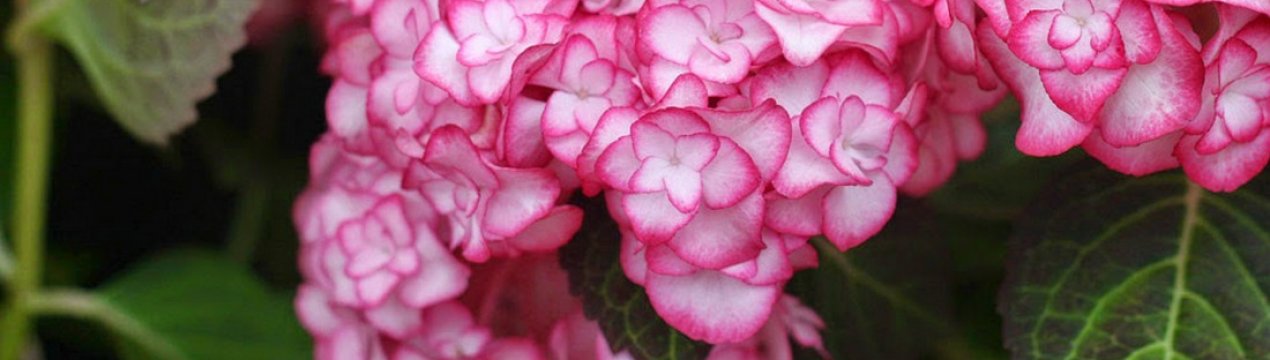 Опис та вирощування великолистої гортензії Місс Саорі