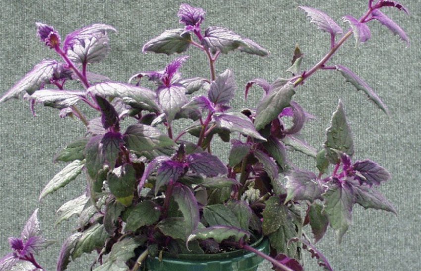 Плетеносная гінура Плетеносная гінура