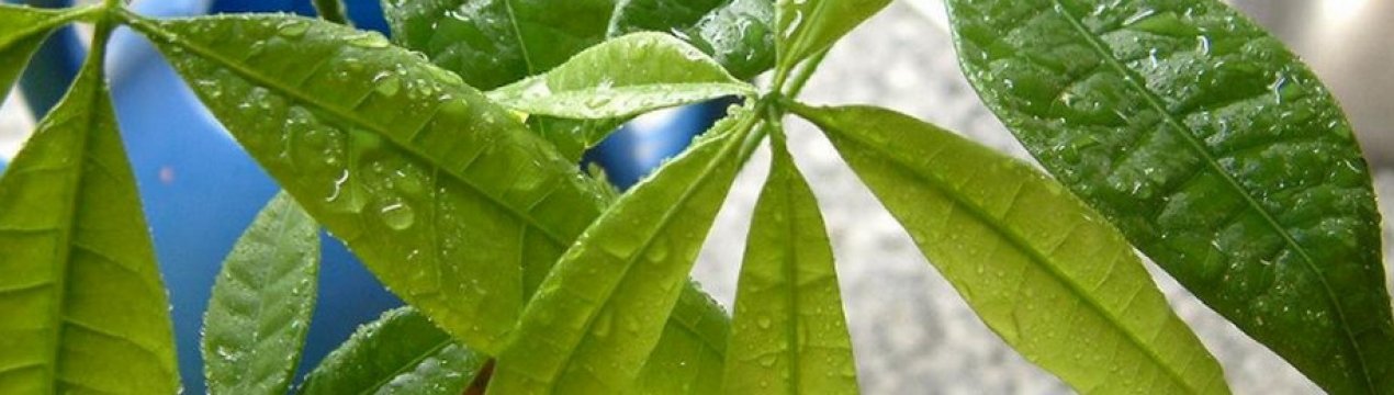 Як доглядати за пахирой в домашніх умовах