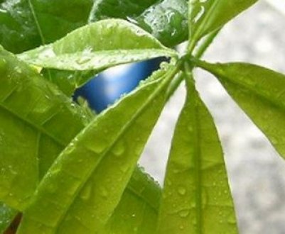 Як доглядати за пахирой в домашніх умовах