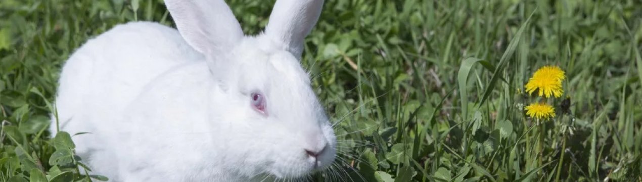 Все про породу кроликів Білий велетень