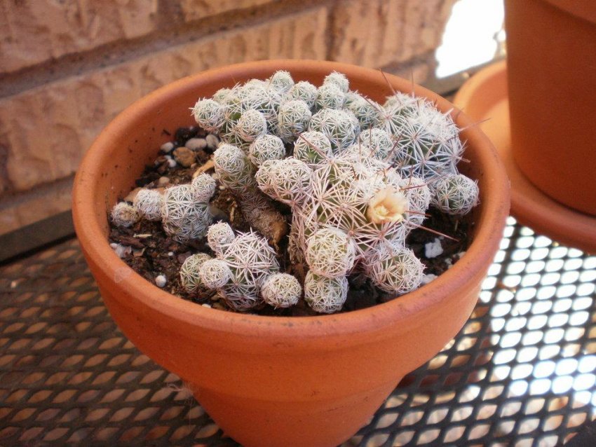 Температурні умови для мамміллярії Температурні умови для мамміллярії