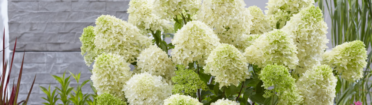 Опис гортензії метеликоподібної Скайфолл