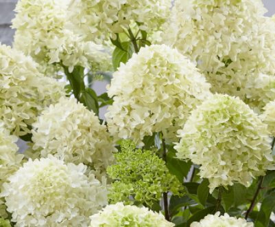 Опис гортензії метеликоподібної Скайфолл