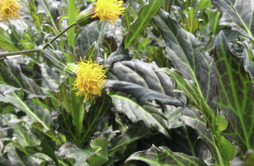 Гінура лазающая Гінура лазающая