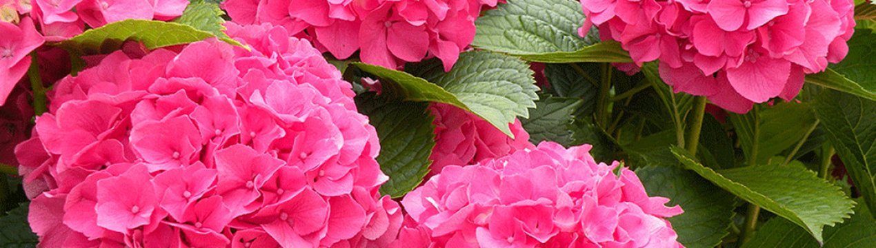 Особливості гортензії "Мася"