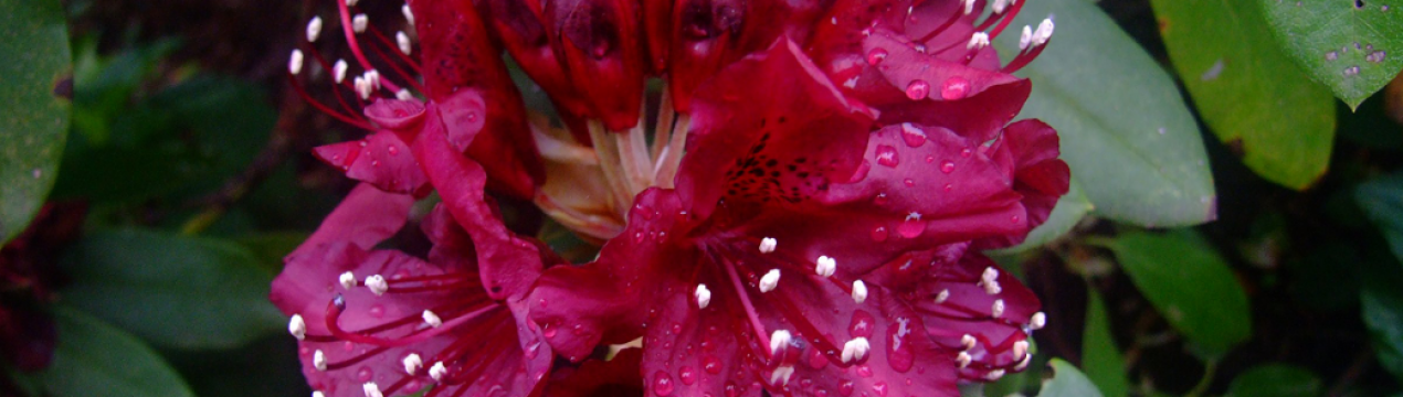 Усе про гібридний рододендрон Калі