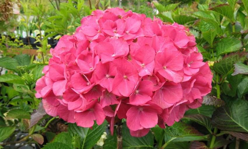 Гортензія Мася Гортензія Мася