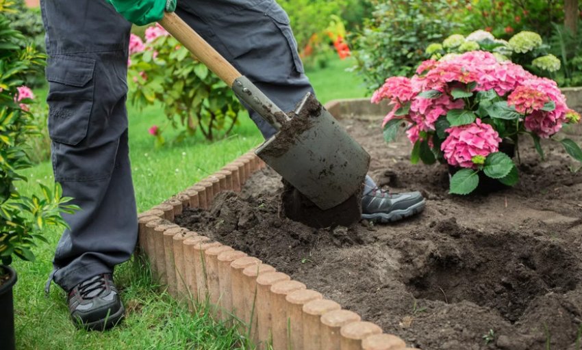 Посадження гортензії Посадження гортензії
