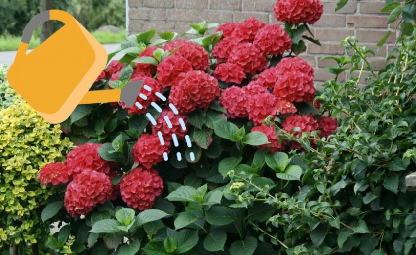 Полив гортензии Мася Полив гортензии Мася