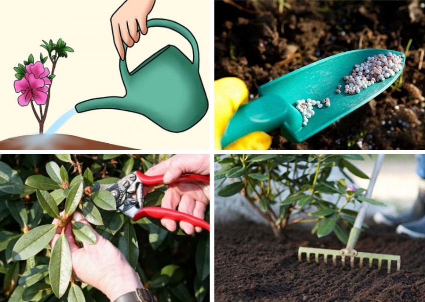 Уход за кустарником