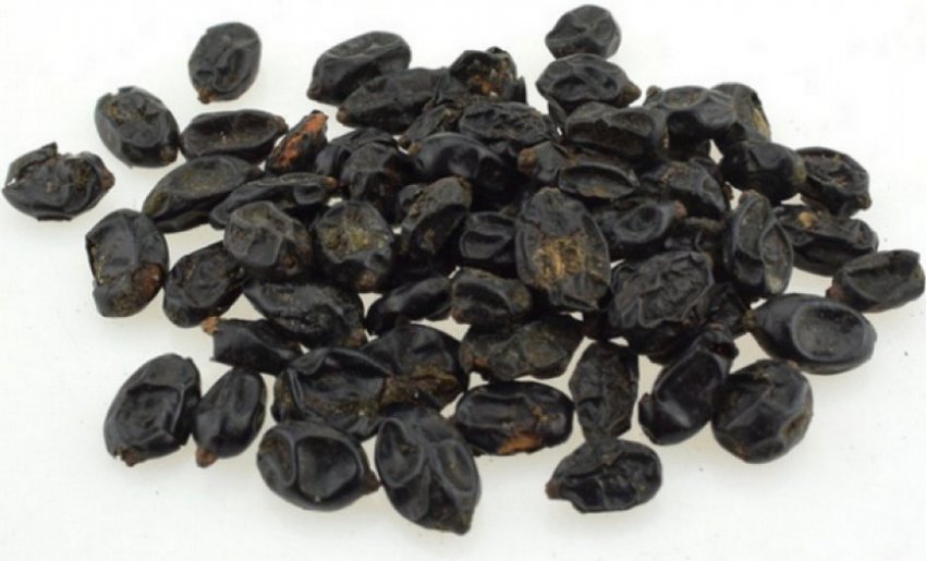 Семена гортензії Семена гортензії