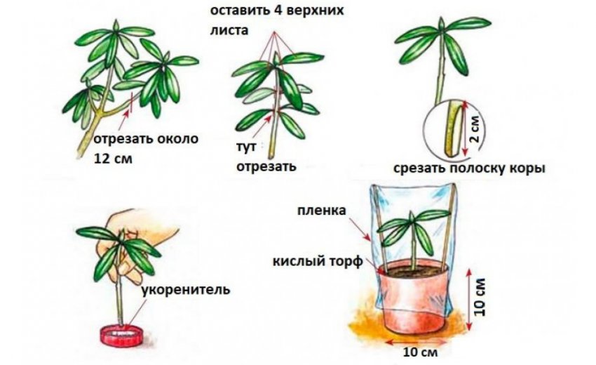 Черенкування рододендрона