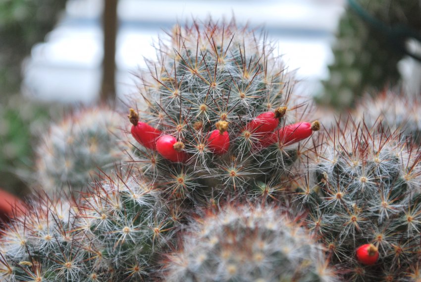 Вологість повітря для кактуса Вологість повітря для кактуса