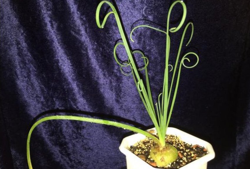 Не крутяться листочки Не крутяться листочки