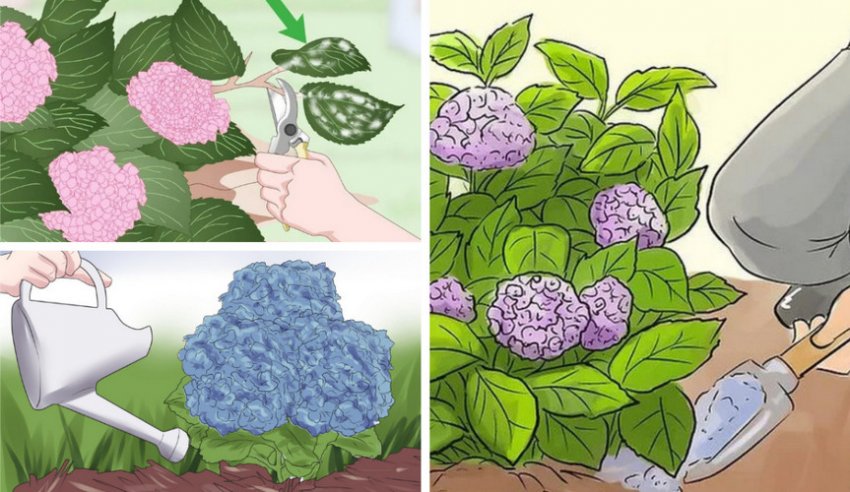 Догляд за гортензією Догляд за гортензією