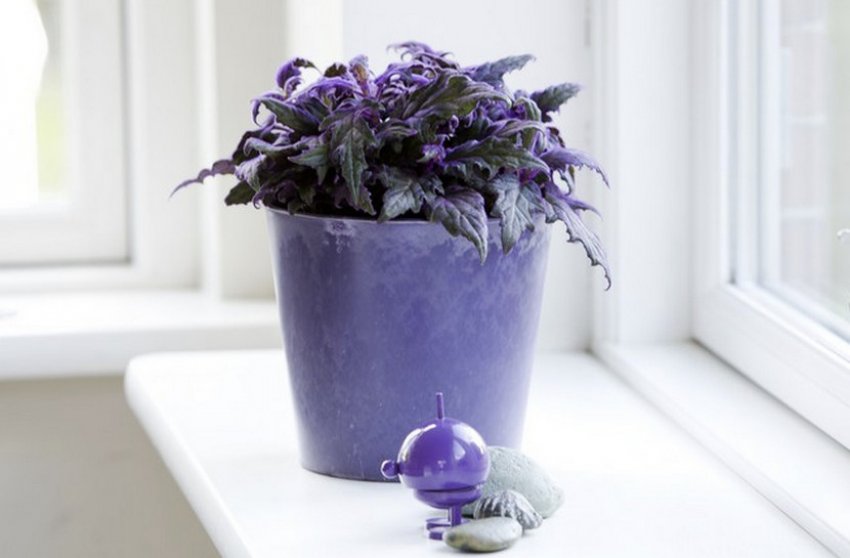 Квітка гінура Квітка гінура