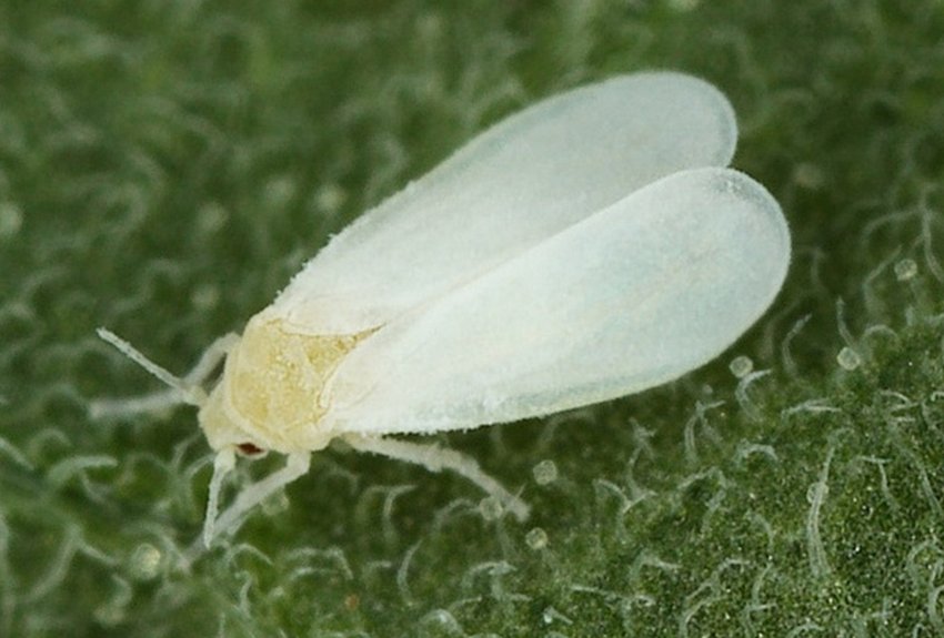 Оранжерейна білохвостка