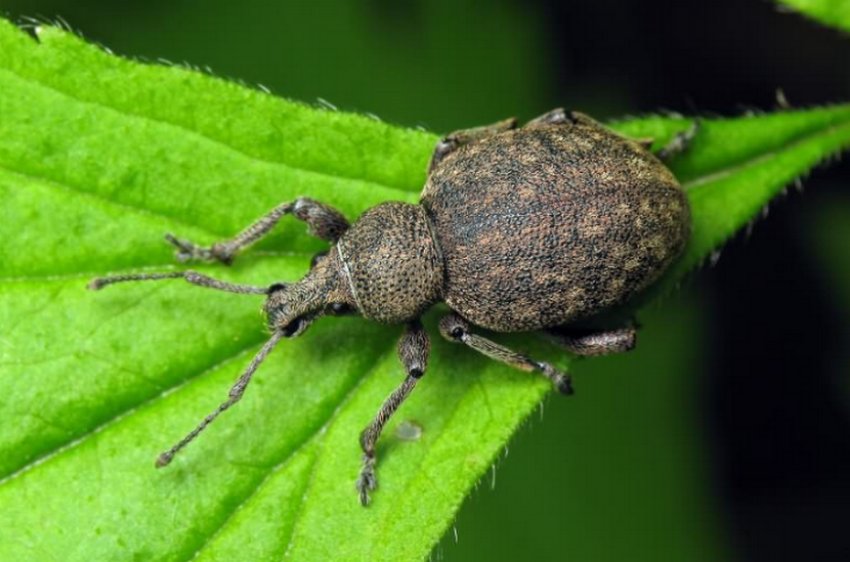 Бороздатий довгоносик