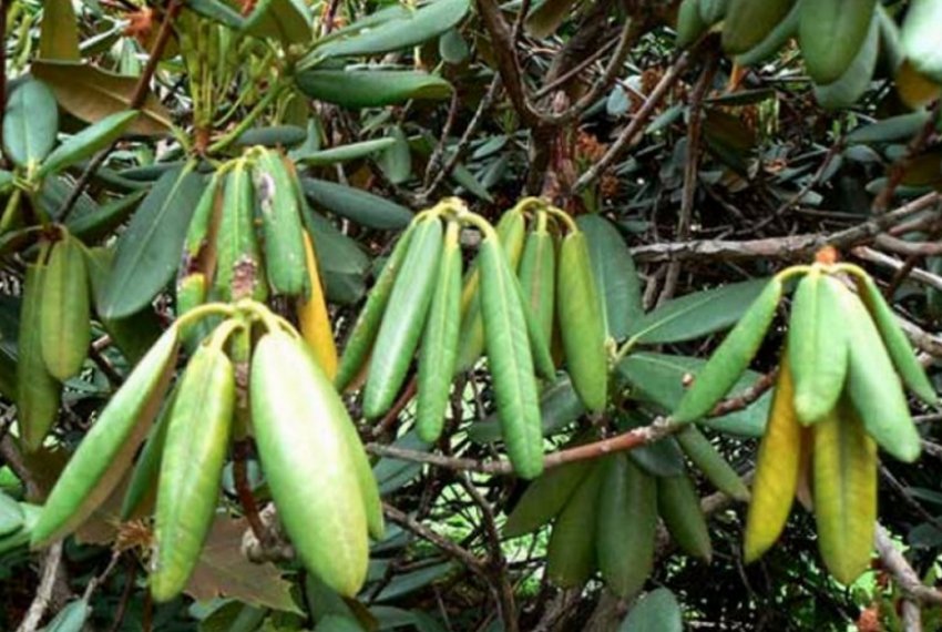 Трахеомікозне в'янення рододендрона