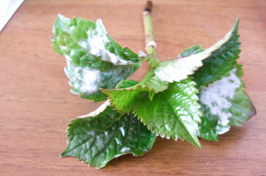 Біла гниль Біла гниль