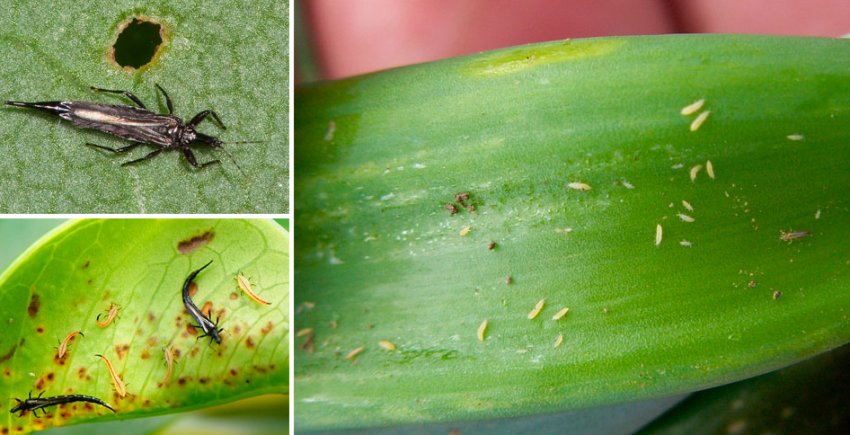 Трипси на юкке Трипси на юкке