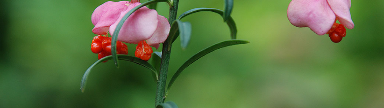 Опис та особливості вирощування карликового бересклета