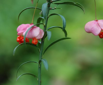 Опис та особливості вирощування карликового бересклета