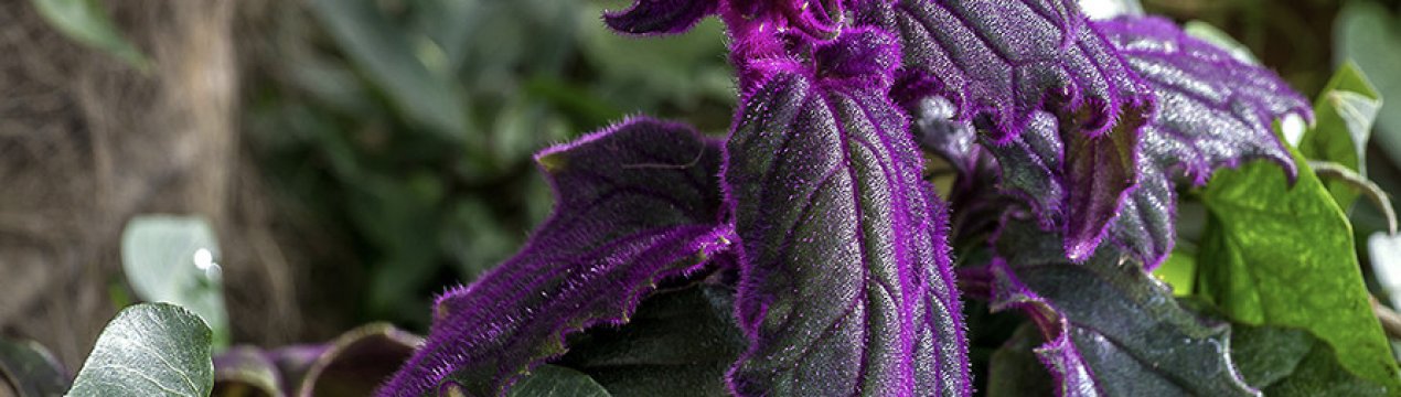 Квітка гінура: догляд в домашніх умовах