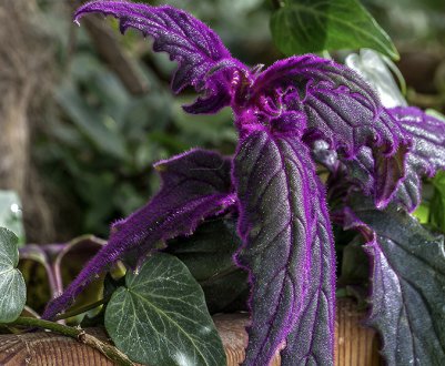 Квітка гінура: догляд в домашніх умовах