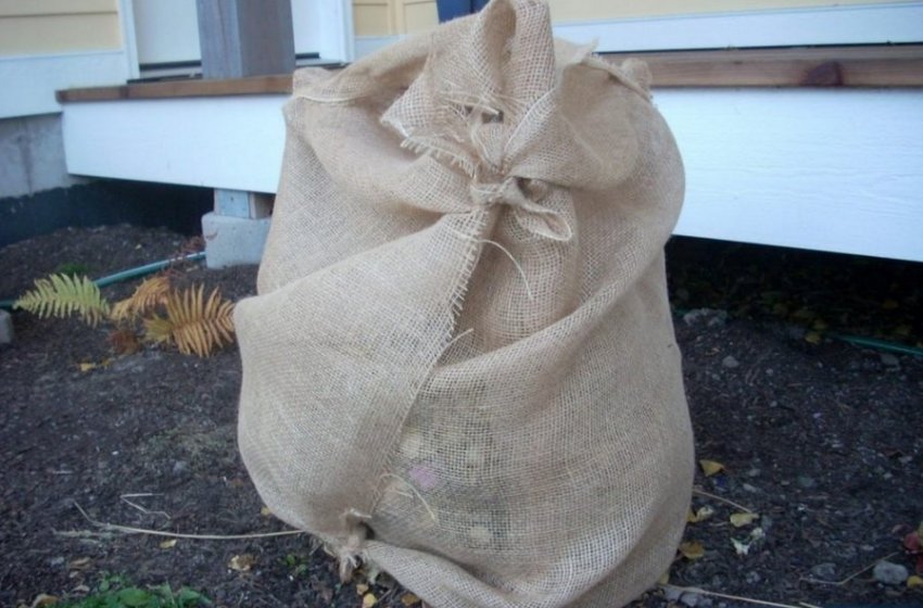 Укриття чагарника на зиму Укриття чагарника на зиму