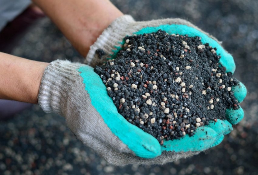 Підживлення бересклета Підживлення бересклета