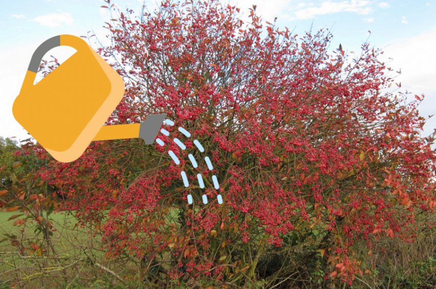 Зрошення бересклета Зрошення бересклета