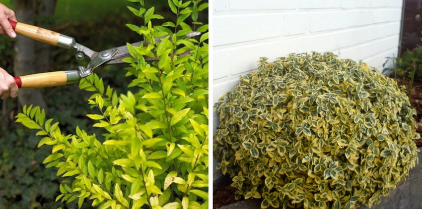 Підстригання бересклета Підстригання бересклета
