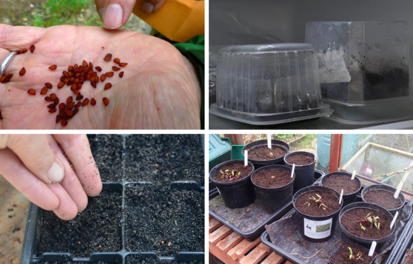 Вирощування бересклета з насіння Вирощування бересклета з насіння