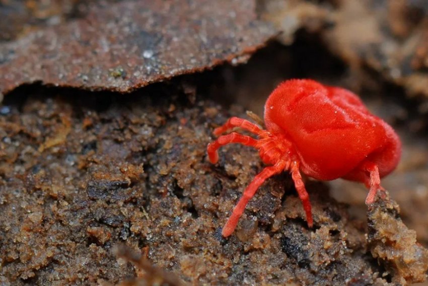 Червоний кліщ Червоний кліщ