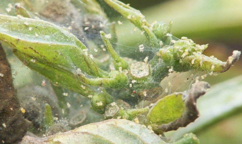 Павутинний кліщ на рослині Павутинний кліщ на рослині