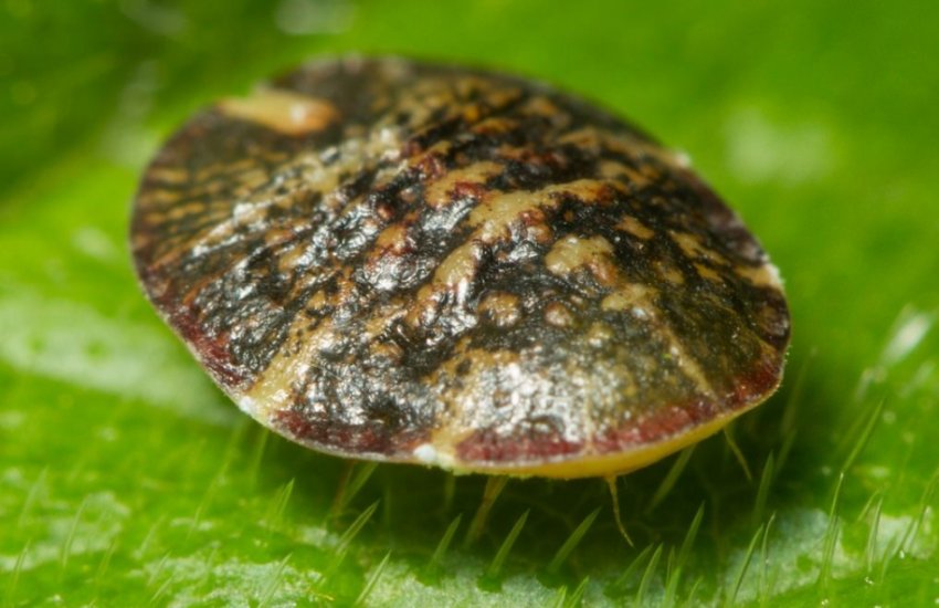 Шовковиця Шовковиця