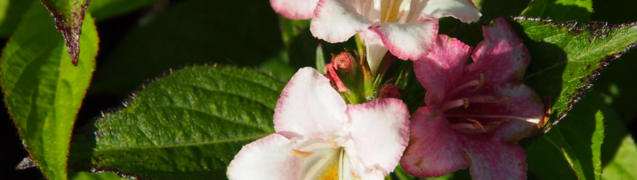 Описание сорта вейгелы Пинк Принцесс, посадка и уход