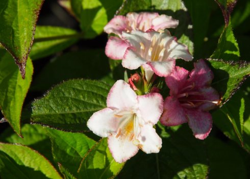 Описание сорта вейгелы Пинк Принцесс, посадка и уход