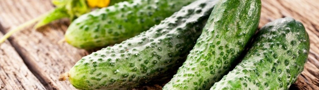 Огірки на Новий рік вирощують під Костромою