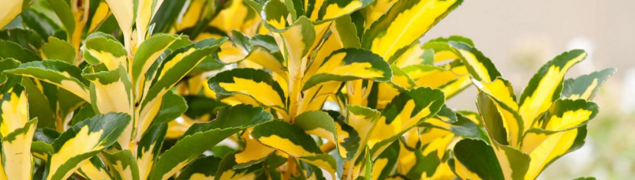 Особливості вирощування японського бересклета в домашніх умовах