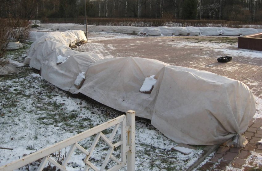 Укрытие вейгелы на зиму Укрытие вейгелы на зиму