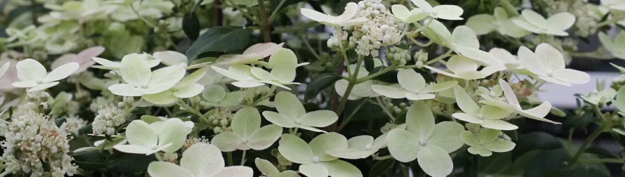 Опис та вирощування гортензії метельчастої Полістар