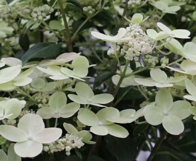 Опис та вирощування гортензії метельчастої Полістар