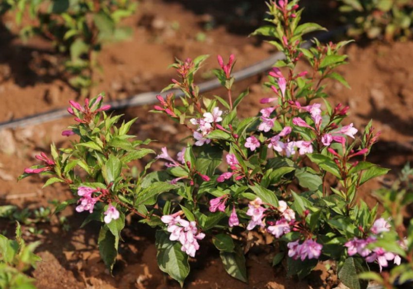 Вейгела Пинк Принцесс Вейгела Пинк Принцесс